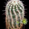 Echinocereus_chloranthus_2